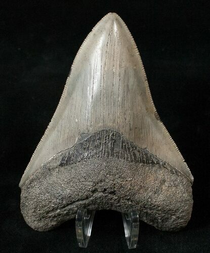 Serrated South Carolina Megalodon Tooth #15612